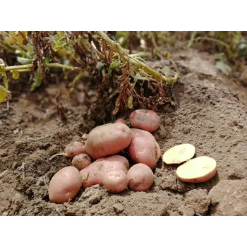 Semeno Sadbové brambory Bellarosa Balení: 5kg