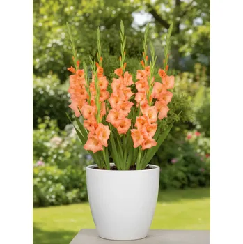 Semeno Mečík 'Georgia peach' 5 ks