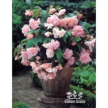 Semeno Lukon Glads Begonia CASCADE - růžová