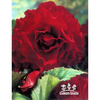 Semeno Lukon Glads Begonia DOUBLE - červená