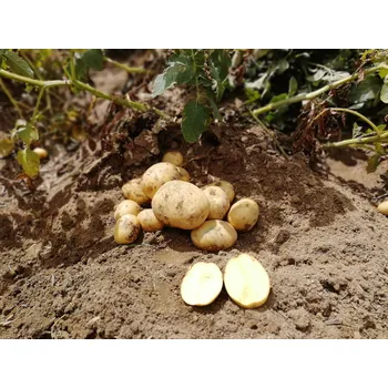 Semeno Sadbové brambory ANUSCHKA Balení: 10kg