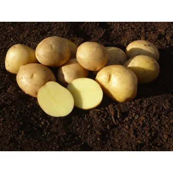 Sazenice MADEIRA sadbové brambory Balení: 10kg