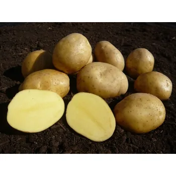 Semeno Brambory Adéla 5kg