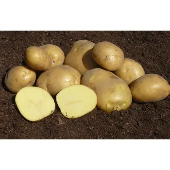 Semeno Sadbové brambory KATY Balení: 25kg