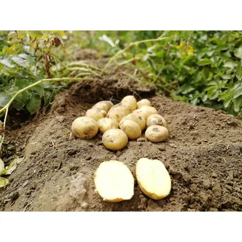 Semeno Sadbové brambory Marabel Balení: 10kg