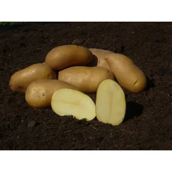 Semeno Corinna Brambory 10 kg