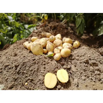 Semeno Sadbové brambory Milva Balení: 25kg