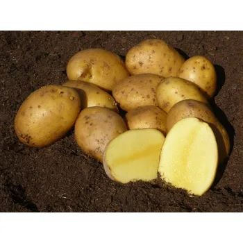 Semeno Sadbové brambory AGRIA Balení: 10kg