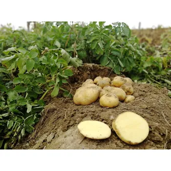 Semeno Sadbové brambory Belana Balení: 10kg