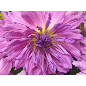 Sazenice Jiřina 'Lavender Ruffles' Balení: hlíza - 1ks