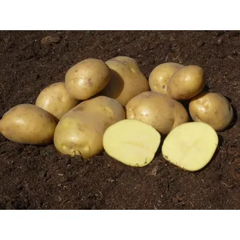 Semeno Sadbové brambory Manuka Balení: 10kg