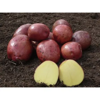 Semeno Sadbové brambory Red Anna Balení: 25kg