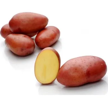 Sazenice Sadbové brambory Rosara Balení: 25kg