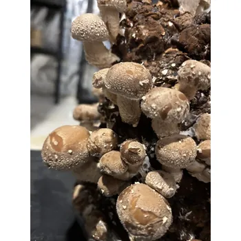 Substrát Houževnatec jedlý - Shiitake substrát