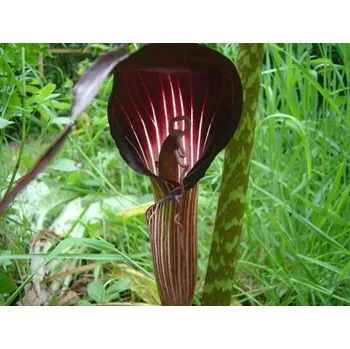 Cibulovina Arisaema speciosum Balení: hlíza extra - 1 ks Arisaema speciosum