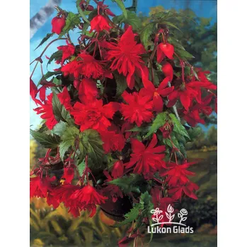 Semeno Lukon Glads Begonia PENDULA - červená