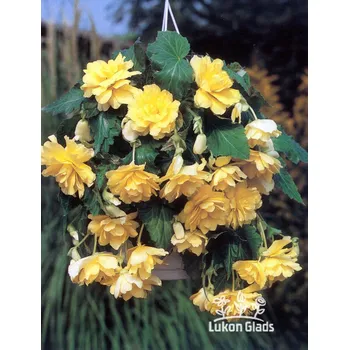 Semeno Lukon Glads Begonia CASCADE - žlutá