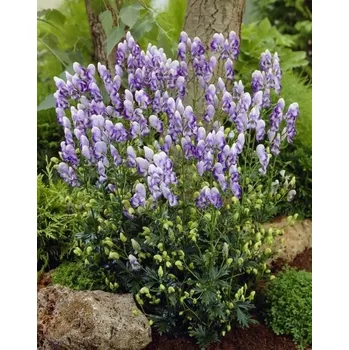 Semeno Lukon Glads Aconitum cammarum BICOLOR - oměj dvoubarevný