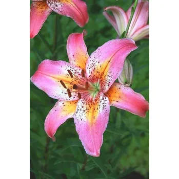 Cibulovina Lilie Fancy Dance 3 ks