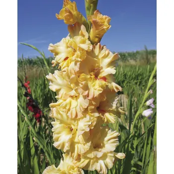 Sazenice Lukon Glads Mečík MAJA PLISECKAJA - gladiolus Velikost hlízy: Střední