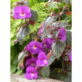 Sazenice Lukon Glads Achimenes PULCHERIMA - honzík, bouloň