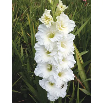 Sazenice Lukon Glads Mečík NEBESKÁ BRÁNA - gladiolus Velikost hlízy: Malá