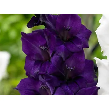 Sazenice Mečík 'Purple Flora' Balení: hlíza 14/+ - 10ks