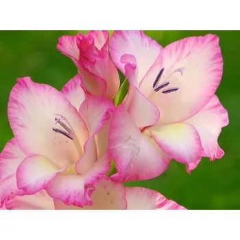 Sazenice Mečík 'Priscilla' Balení: hlíza 14/+ - 10ks