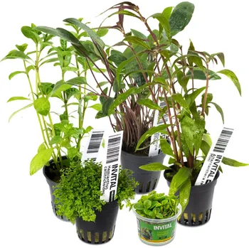 Akvárium Kolekce 5 košíčků/kelímků pro nano a betta akvárium