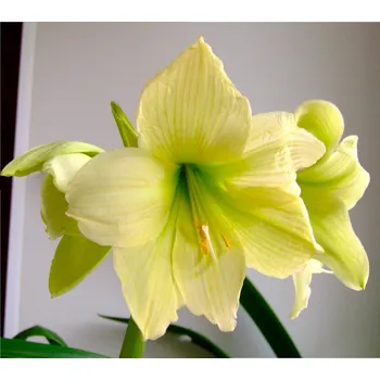 Sazenice Lukon Glads Amaryllis LIMONA - hippeastrum, hvězdník