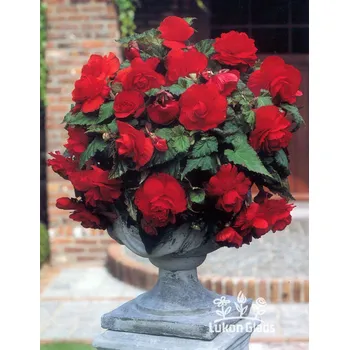 Semeno Lukon Glads Begonia CASCADE - červená