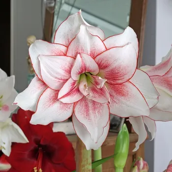 Sazenice Lukon Glads Amaryllis ELVAS - hippeastrum, hvězdník