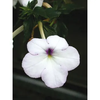 Sazenice Lukon Glads Achimenes SNOW PRINCESS - honzík, bouloň