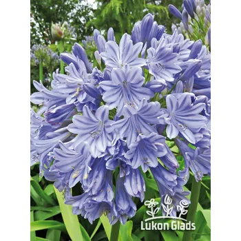 Semeno Lukon Glads Agapanthus africanus BLUE- kalokvět