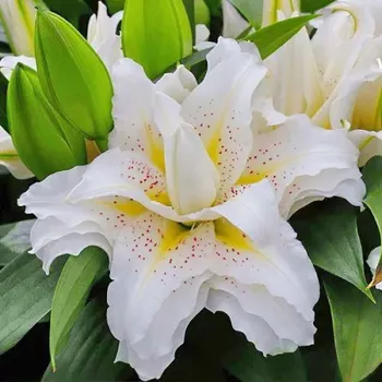 Cibulovina Lilie Roselily Sita 3 ks