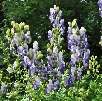 Semeno Lukon Glads Aconitum carmichaelii CLOUDY - oměj
