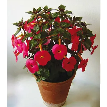 Sazenice Lukon Glads Achimenes HARRY WILLIAMS - honzík, bouloň