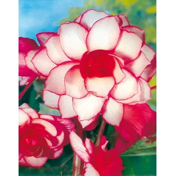 Semeno Lukon Glads Begonia BOUTON DE ROSE