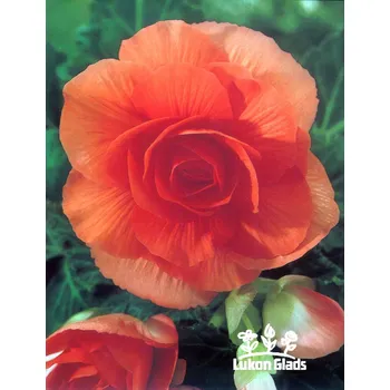 Semeno Lukon Glads Begonia DOUBLE - oranžová