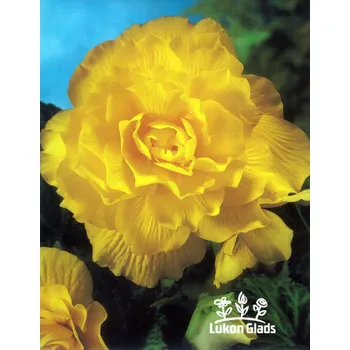 Semeno Lukon Glads Begonia DOUBLE - žlutá