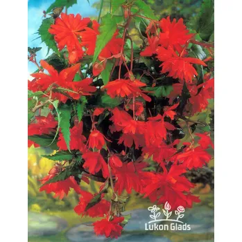 Semeno Lukon Glads Begonia PENDULA - oranžová