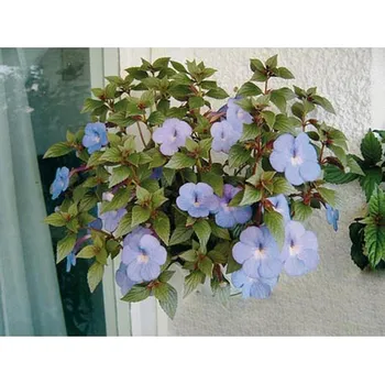 Semeno Lukon Glads Achimenes BLUE SPARKS - honzík, bouloň