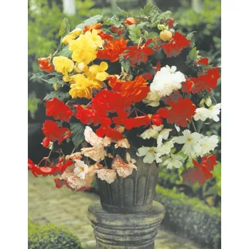 Semeno Lukon Glads Begonia CASCADE mix Množství: 5