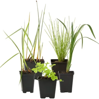 Květináč Kolekce 5 květináčů jezírkových rostlin