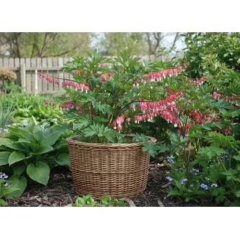 Sazenice Srdcovka nádherná 'Valentine' v květináči