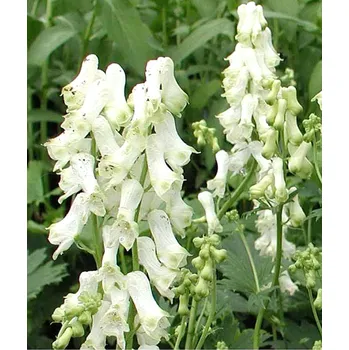 Semeno Lukon Glads Aconitum napellus ALBUM - oměj