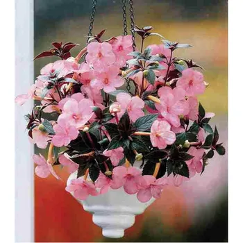Semeno Lukon Glads Achimenes PEACH BLOSSOM - honzík, bouloň