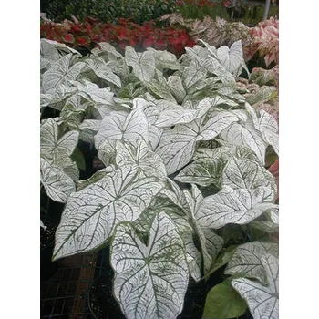 Semeno Lukon Glads Caladium CANDIDUM SR - kaládie, andělská křídla