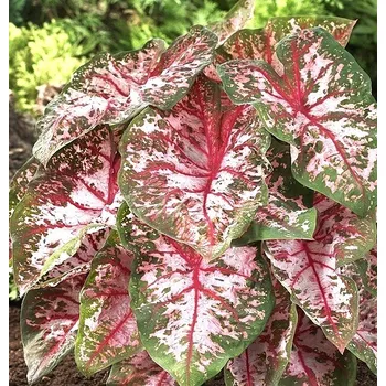 Semeno Lukon Glads Caladium CAROLYN WHORTON - kaládie, andělská křídla