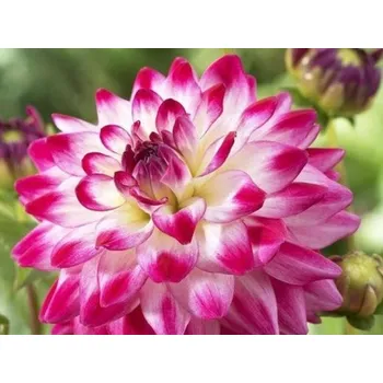 Cibulovina Jiřina 'Uncle Hankey' Balení: hlíza normal - 1 ks Dahlia 'Uncle Hankey'